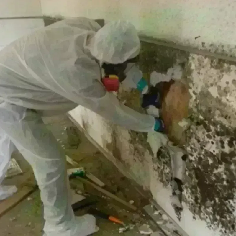 Mold Remediation and Removal in Urbana, IA